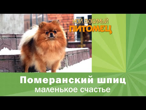Видео: Померанский шпиц