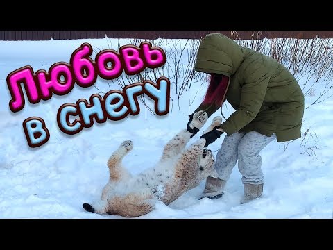 Видео: ЛЮБОВЬ В СНЕГУ / Рыси и пума получают снежный душ