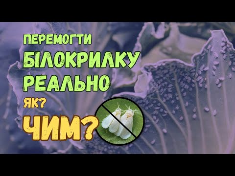Видео: Перемогти білокрилку реально! Чим і як?