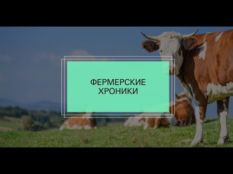 Видео: Фермерские хроники: свинья на воле, коровы в деле и колбаски.