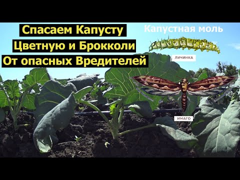 Видео: Капустная Моль (Совка) и Крестоцветная блошка атакуют капусту,как с ними бороться?!