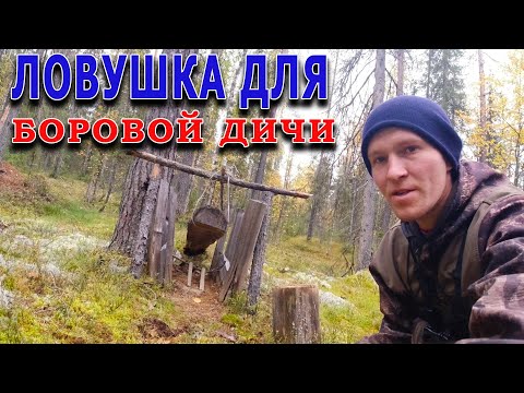 Видео: В тайгу на неделю с Коляном. День 3. Ставим петли на боровую дичь.