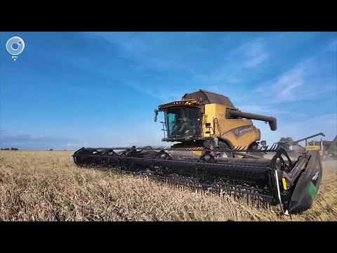 Видео: Рекордный урожай в Новосибирской области удивляет аграриев