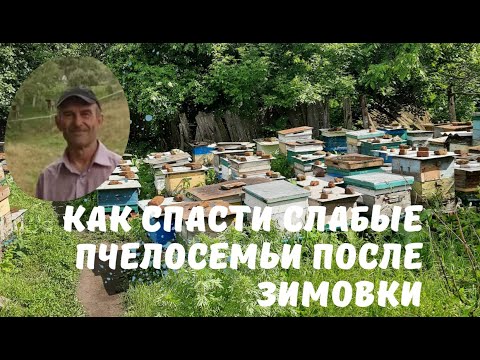 Видео: Как спасти слабые пчелосемьи после зимовки.