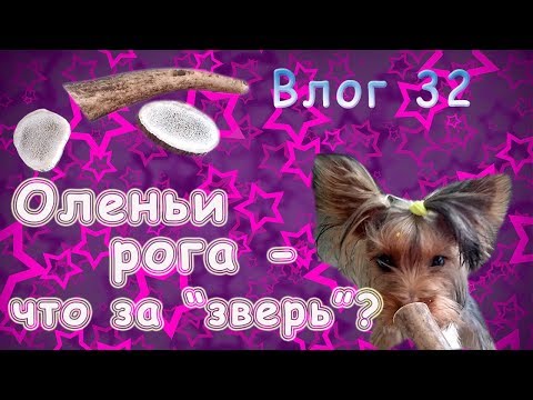 Видео: Оленьи рога - польза или вред? Николь получает рожек.