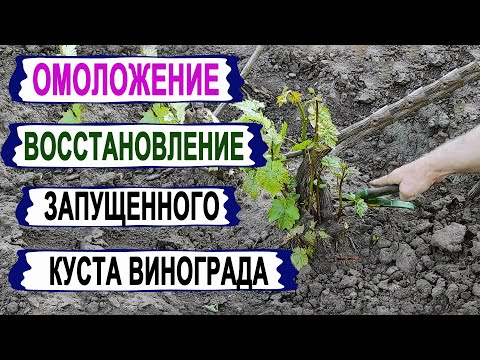 Видео: 🍇 Безопасный СПОСОБ омолодить/восстановить ЗАПУЩЕННЫЙ/ВЫМЕРЗШИЙ КУСТ винограда. Сделай ЭТО сейчас.