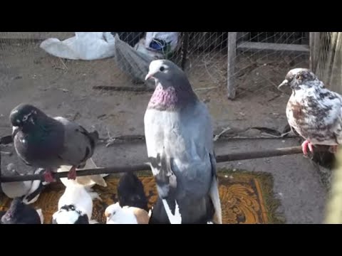 Видео: Заключна частина ярмарку у Дніпрі