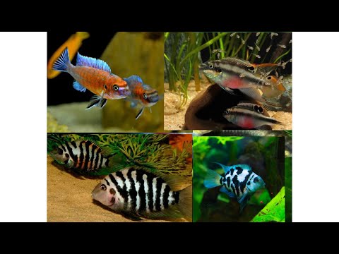 Видео: ТОП - ЦИХЛИД для НОВИЧКОВ ! 🐠 САМОЕ ВАЖНОЕ !