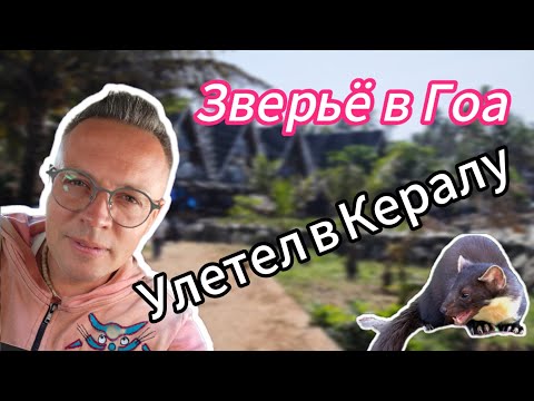 Видео: Опасные звери Гоа. Переезд в Кералу. Индия 2025
