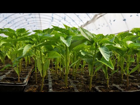 Видео: Как обеспечить семенам идеальную температуру для прорастания и роста?