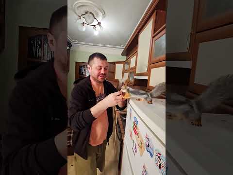 Видео: Серёжа, дай вкусняшку #белкавдоме