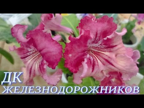 Видео: №984/ ВЫСТАВКА цветов и ОРХИДЕЙ в ДК ЖЕЛЕЗНОДОРОЖНИКОВ