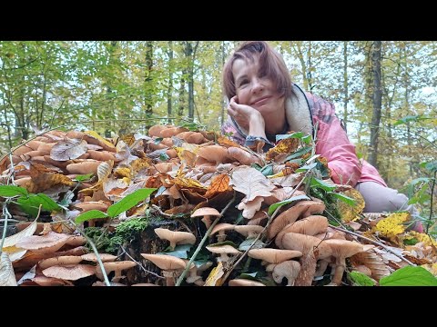 Видео: За грибами! Просто нереальная удача! Море грибов! Закарпатье. Рецепт капусты с опятами на зиму.