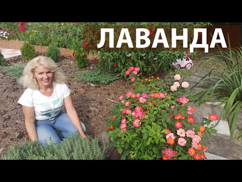 Видео: Лаванда. Подкормка лаванды. Размножение лаванды