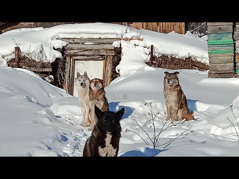 Видео: Четырех рамочные изоляторы для маток и про Таёжные будни .