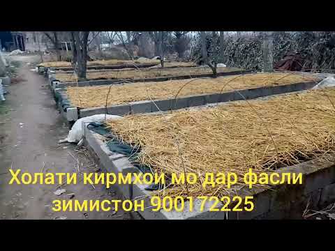 Видео: Холати кирмхои мо дар фасли зимистон 900172225