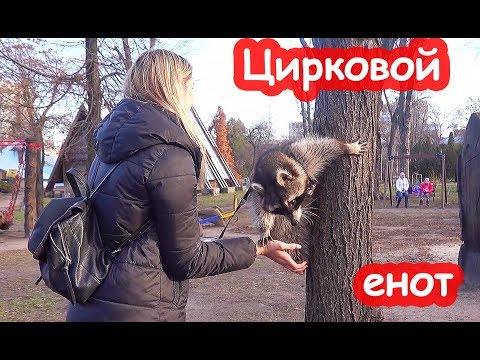 Видео: VLOG 4 сестры и енот гуляют без родителей. Перестановочка