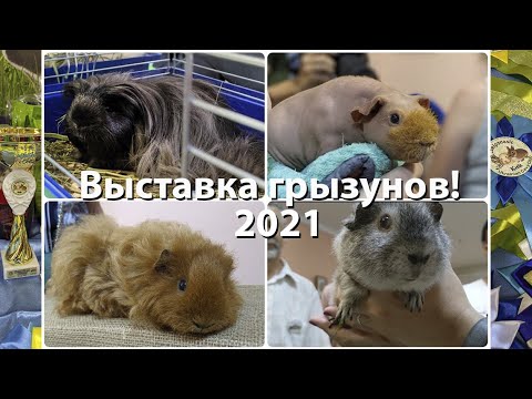 Видео: Выставка грызунов 2021 в Киеве! Любуемся породами морских свинок)