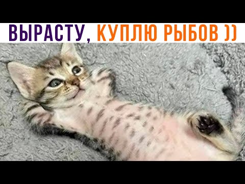 Видео: КОТИК РАЗМЕЧТАЛСЯ ))) Приколы с котами | Мемозг 1220