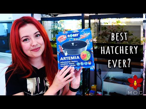 Видео: Самый простой способ вывести артемию! БЕЗ бутылок, БЕЗ распылителя воздуха! Обзор Hobby Hatchery ...