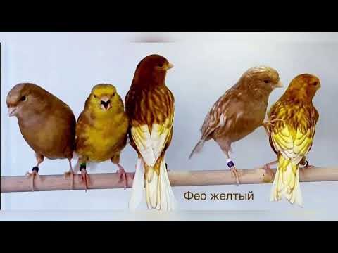Видео: Анапские цветные канарейки