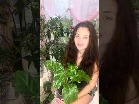 Видео: Мои алоказии. Уход. Часть 2.