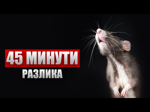 Видео: ПЛЪХОВЕ | Юли 2025