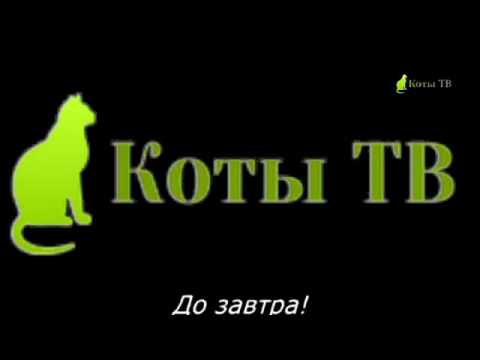 Видео: Конец Эфира (Коты ТВ, 21.04.2015)