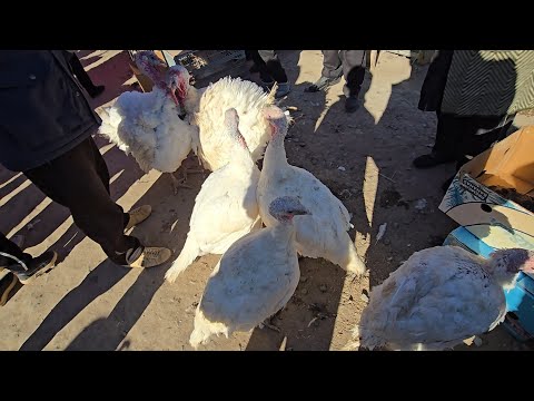 Видео: 5 октября 2025 г. ТУРТКУЛЬ ТОВУК БОЗОР НАРХЛАРИ 