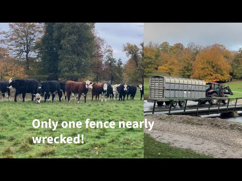 Видео: Первая партия коров отправлена ​​домой на зиму ❄️