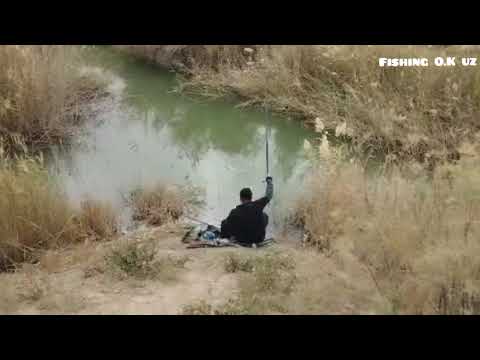 Видео: Кечаги Балиқ овимизни куриб мазза қилинг. #баликови #рыбалка #fishing #telegram 