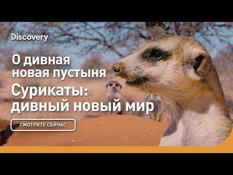 Видео: О дивная новая пустыня | Сурикаты: дивный новый мир | Discovery