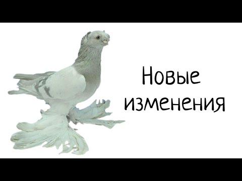 Видео: Есть изменения в голубятне. И нас уже перевалило за 5000.