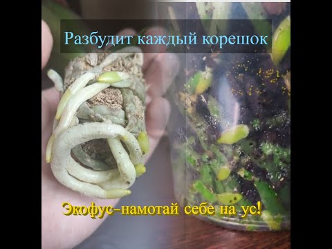 Видео: Он- пробудил практически каждый корешок💥. Жирные корни вытолкнули орхидею из горшка. Детки прибывают