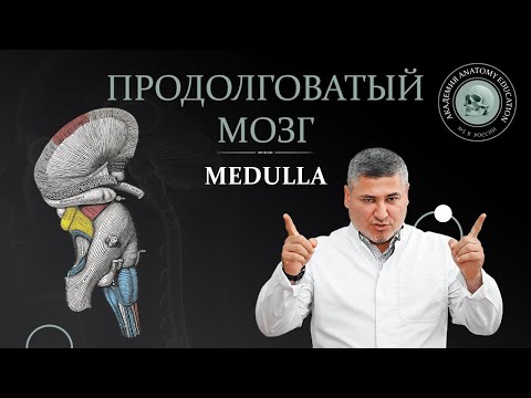 Видео: Продолговатый мозг. Medulla