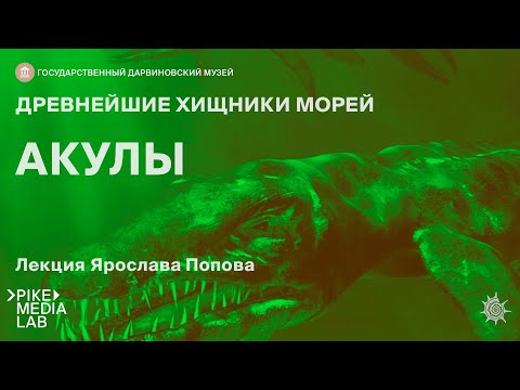 Видео: Онлайн-лекция Ярослава Попова «Древнейшие хищники земли - акулы» | Дарвиновский музей