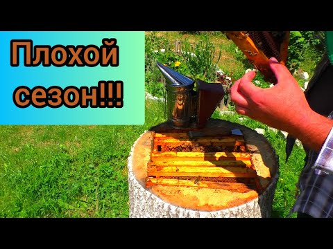 Видео: Тяжёлые времена в пчеловодстве! Пропала матка использую запаску. Пасека идёт со скрипом.