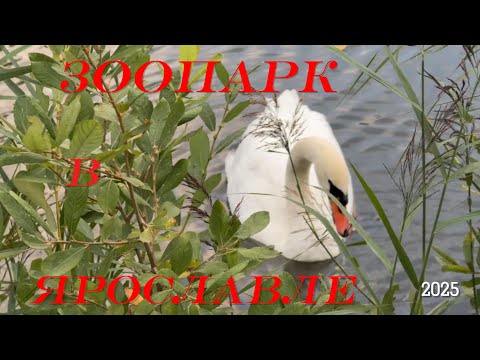 Видео: зоопарк в Ярославле