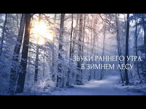 Видео: Звуки раннего утра в зимнем лесу. Падает снег,поют птицы,шум тихого ветра. Звуки зимнего леса. ASMR.