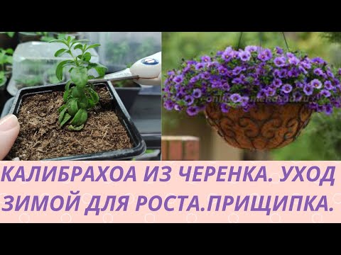 Видео: Черенкование Калибрахоа. Как укоренить черенок.Уход для роста. Формировка для красивого куста.