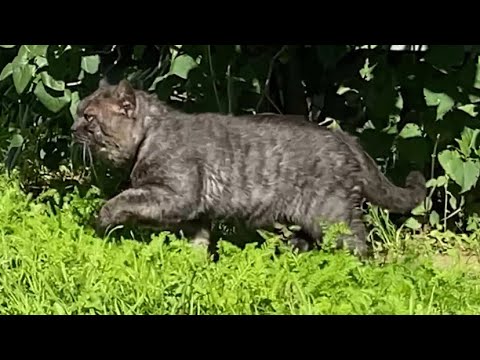 Видео: В пятницу вечером с Малюткой приехали к дачникам