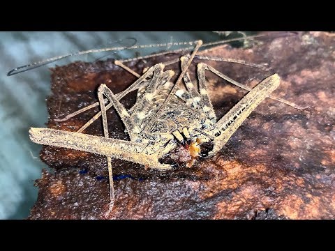 Видео: ФРИНЫ - САМЫЕ ЖУТКИЕ ПАУКИ / Все стадии размножения