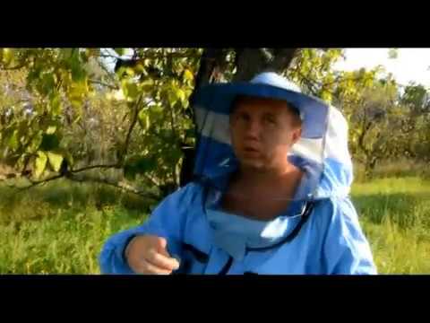 Видео: Майские отводки на плодную матку Карника, развитие к концу сезона