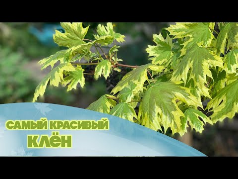 Видео: Клён остролистный Друммонди. Как ухаживать за ним?
