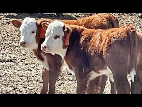 Видео: Бұзау бағудың қыр сыры. 16 дәріс.