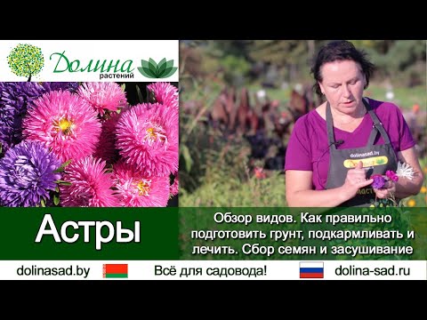 Видео: Все об АСТРЕ однолетней: виды, посадка и уход. Как и когда собрать семена астры?