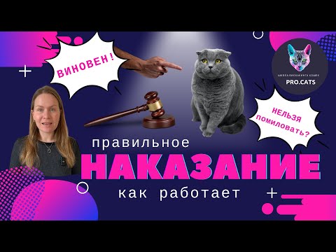 Видео: НАКАЗЫВАЕМ КОШКУ правильно | Как наказать кота чтобы понял | Почему наказание не работает