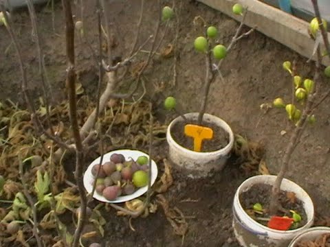 Видео: Теплиця.  Останні стиглі фіги.
