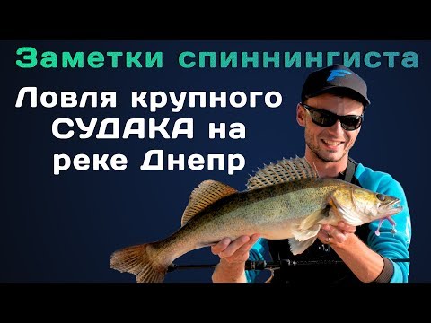 Видео: Поймал крупного судака на Днепре! Спиннинговая рыбалка с берега!
