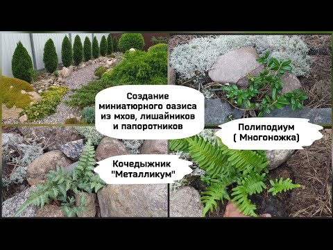 Видео: Создание миниатюрного оазиса из мхов, лишайников и папоротников.